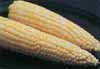v_cornbicolor.jpg